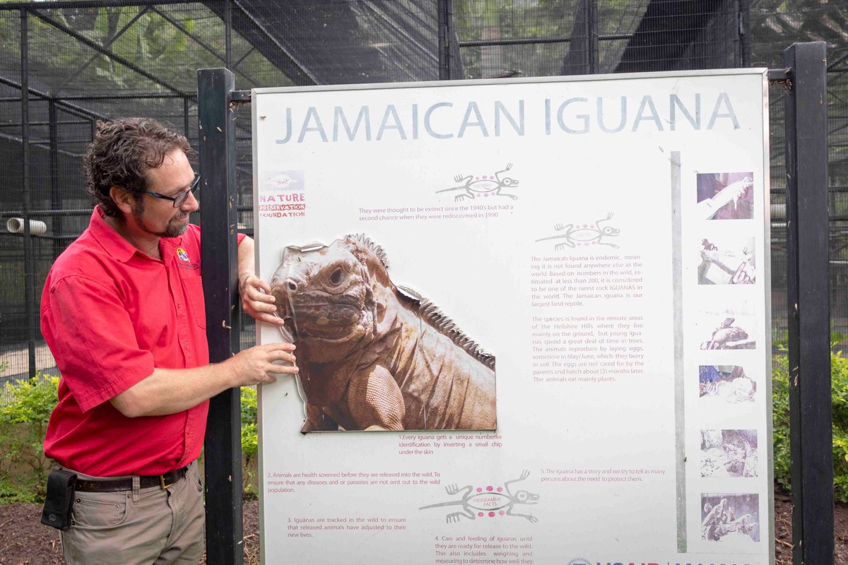 UNDPJamaica's tweet photo. 👇👏👏News that Goat Is. will become a wildlife sanctuary is a boost for 🇯🇲 biodiversity & survival of the J'can Iguana which UNDP has proudly supported through @GEF_SGP. Kudos JAMAICA for this breakthrough move.👉 https://t.co/dSmWTY1Tbc #aichitarget #ClimateAction @Jamaica https://t.co/ih7ViJKUnh
