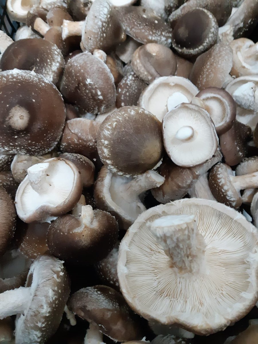 miceltia's tweet photo. 10 de feb., Día Internac. de la legumbre que ha pasado de considerarse plato de pobres a superalimento. Nuestro pequeño homenaje...👩‍🍳 unas ricas lentejas con 🍄shiitake deshidratado (o fresco si lo prefieres)...un dúo brutal!😋

#miceltia #shiitake #recetas https://t.co/hUVAEoe8Zc