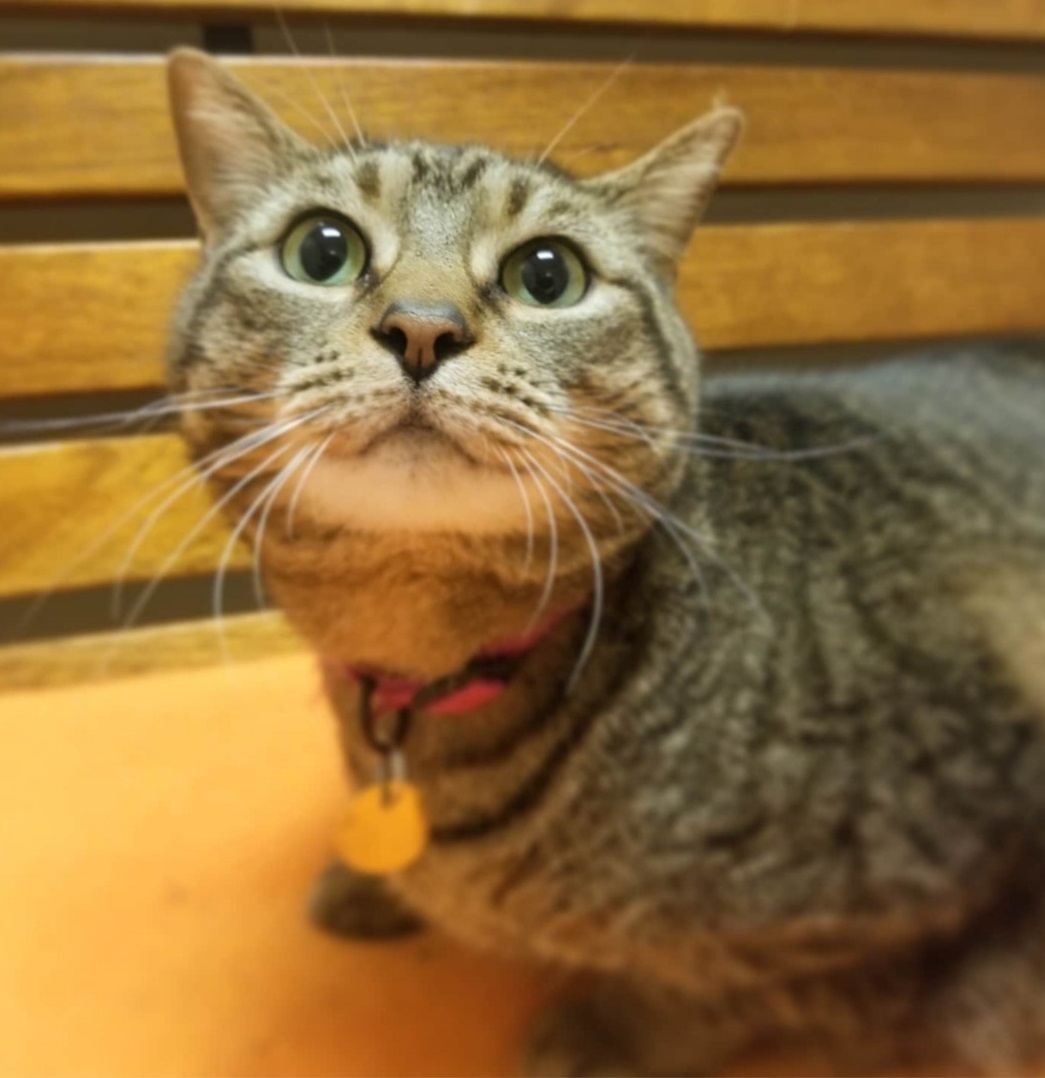 CHAAnimals's tweet photo. Delilah is a beautiful 4.5-year-old cat looking for her adoptive home.  This girl is adventurous and enjoys sitting on windowsills and watching everything going on around her.  Meet her today between 12-2pm or 6:30-8pm! #adoptcha #chaanimalshelter https://t.co/BXinUgy3fu