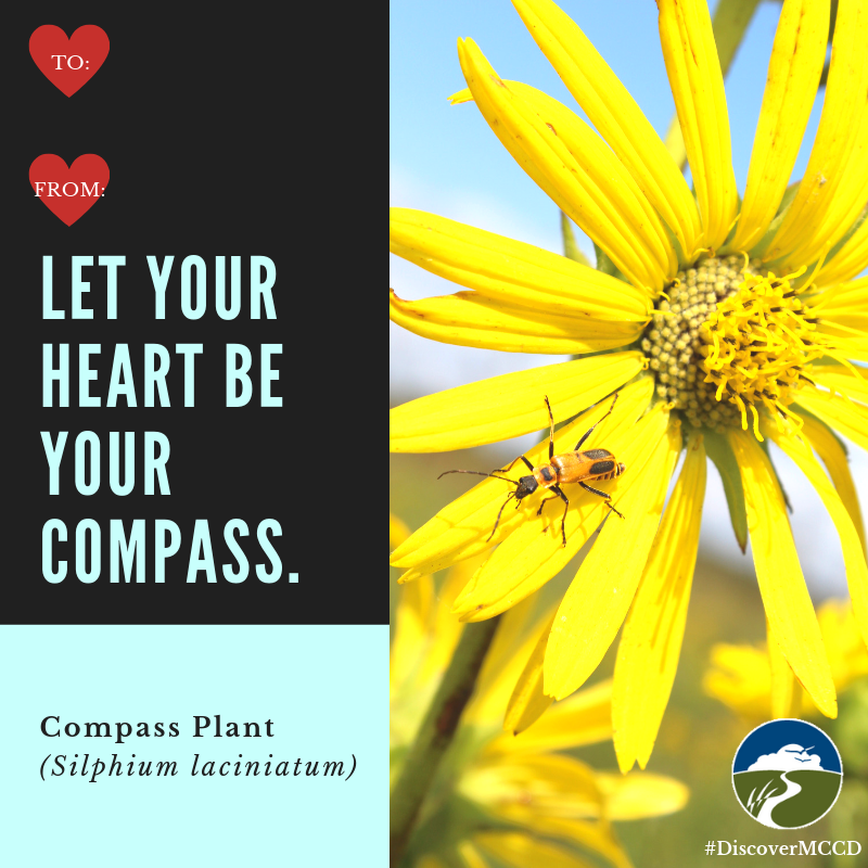 DiscoverMCCD's tweet photo. 🌺Native plants and puns? Yes please! (1/2)
#valentines #nativeplants #plantnative #prairie #DiscoverMCCD https://t.co/tfWmhrM5eO