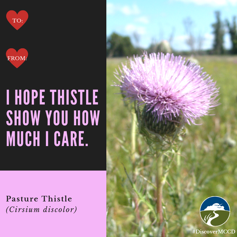DiscoverMCCD's tweet photo. 🌺Native plants and puns? Yes please! (1/2)
#valentines #nativeplants #plantnative #prairie #DiscoverMCCD https://t.co/tfWmhrM5eO