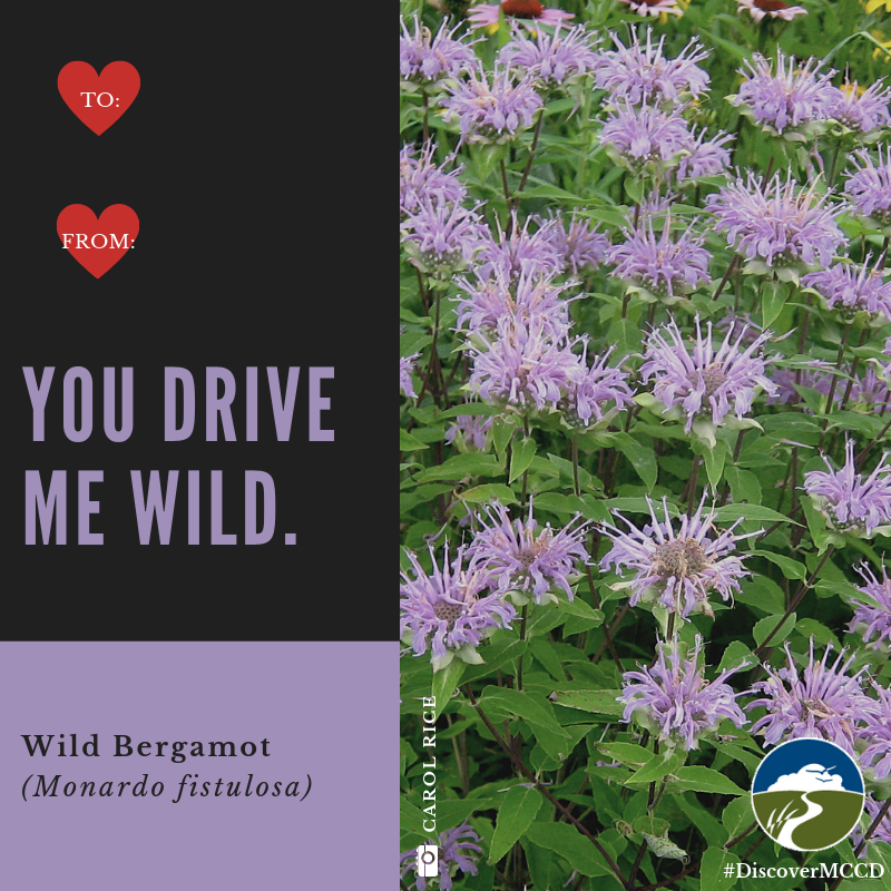 DiscoverMCCD's tweet photo. 🌺Native plants and puns? Yes please! (1/2)
#valentines #nativeplants #plantnative #prairie #DiscoverMCCD https://t.co/tfWmhrM5eO
