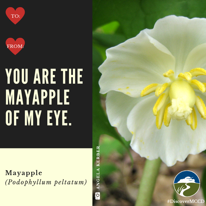DiscoverMCCD's tweet photo. 🌺Native plants and puns? Yes please! (1/2)
#valentines #nativeplants #plantnative #prairie #DiscoverMCCD https://t.co/tfWmhrM5eO