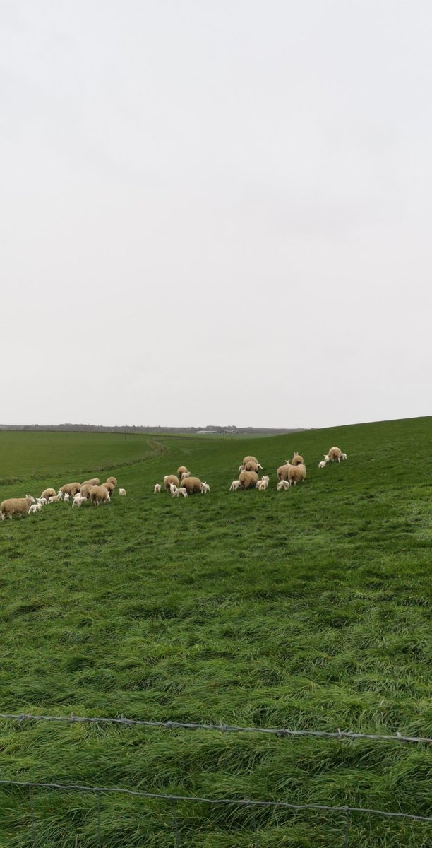 Turnout after storm ciara 💪💪