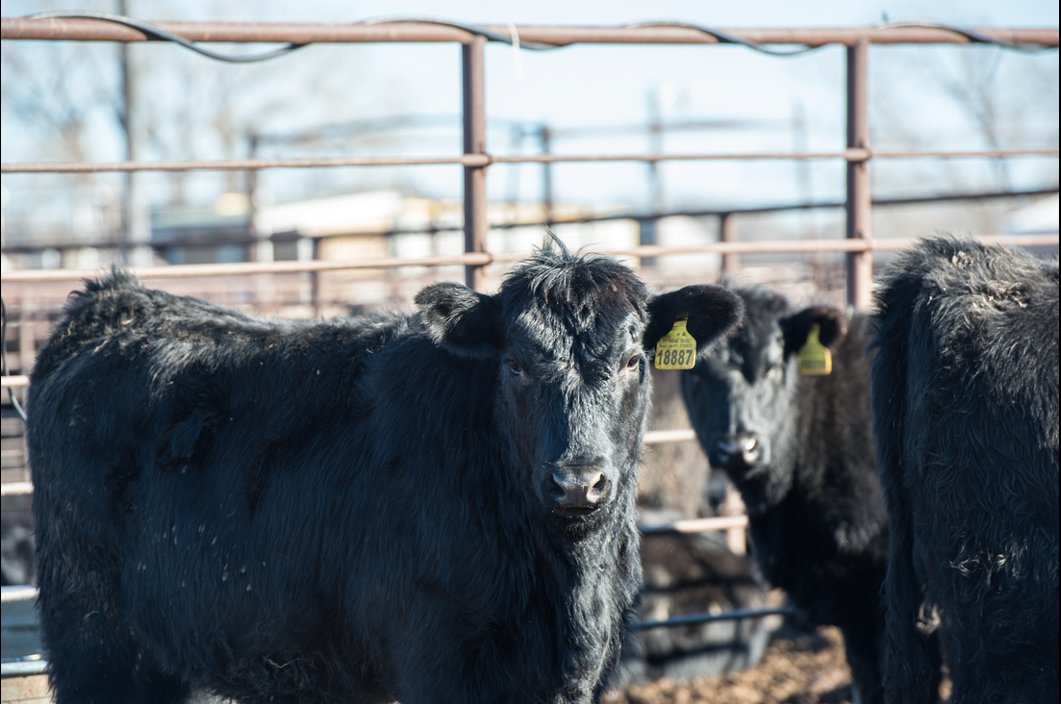 USCattleTrace's tweet image. U.S. CattleTrace program manager @cassiekniebel shares an update @BeefUSA's #CattleCon20. Listen to the interview with @AgNewsWire here - traffic.libsyn.com/zimmcomm/cic-2……