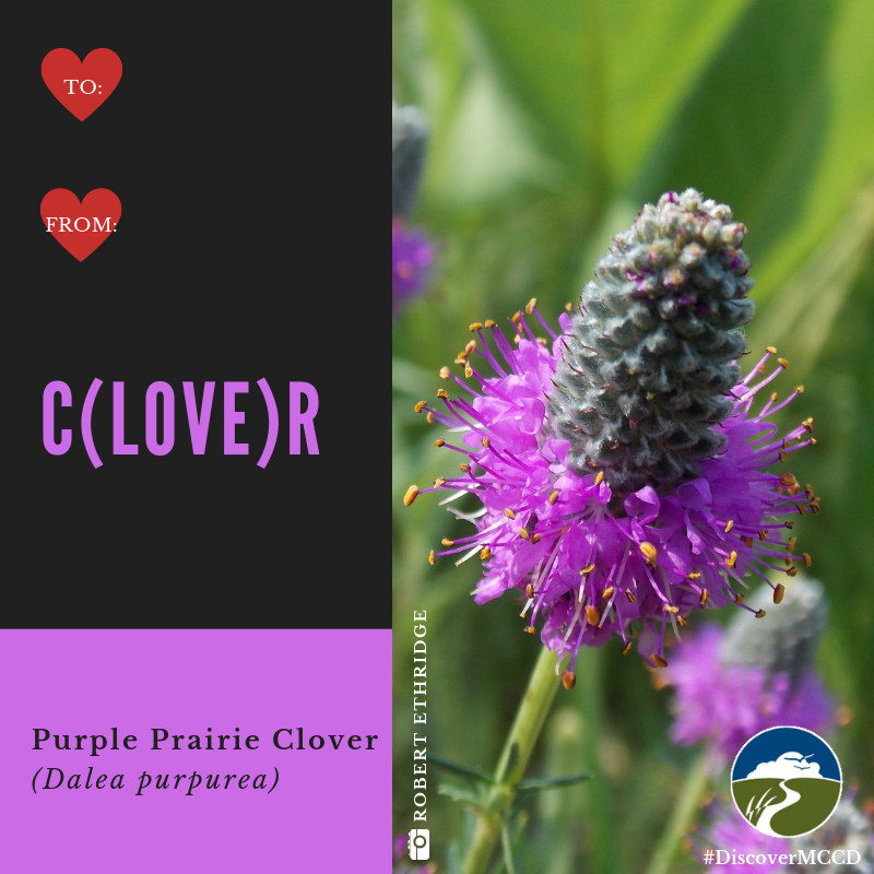 DiscoverMCCD's tweet photo. ❤️Send these to your Valentine this year.  (2/2)
#plantnative #valentines #nativeplants #prairie #DiscoverMCCD https://t.co/goDSwIKYZ8