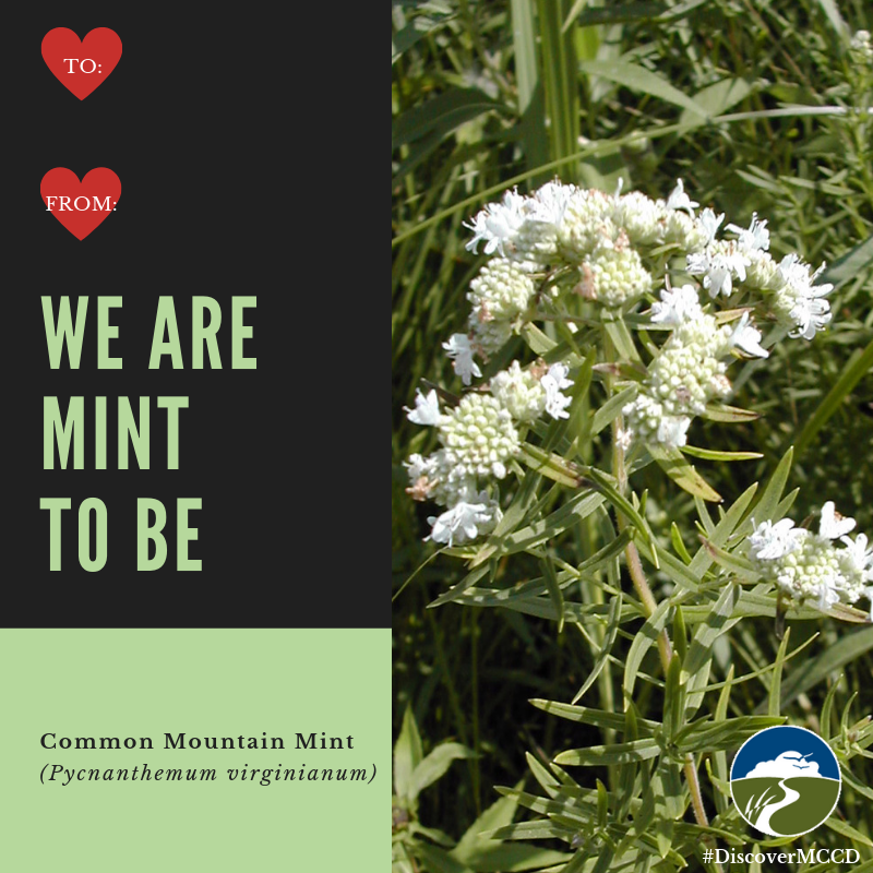 DiscoverMCCD's tweet photo. ❤️Send these to your Valentine this year.  (2/2)
#plantnative #valentines #nativeplants #prairie #DiscoverMCCD https://t.co/goDSwIKYZ8