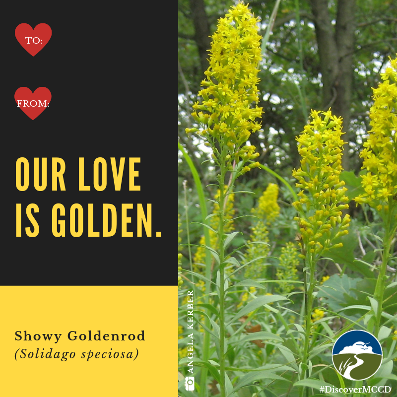 DiscoverMCCD's tweet photo. ❤️Send these to your Valentine this year.  (2/2)
#plantnative #valentines #nativeplants #prairie #DiscoverMCCD https://t.co/goDSwIKYZ8