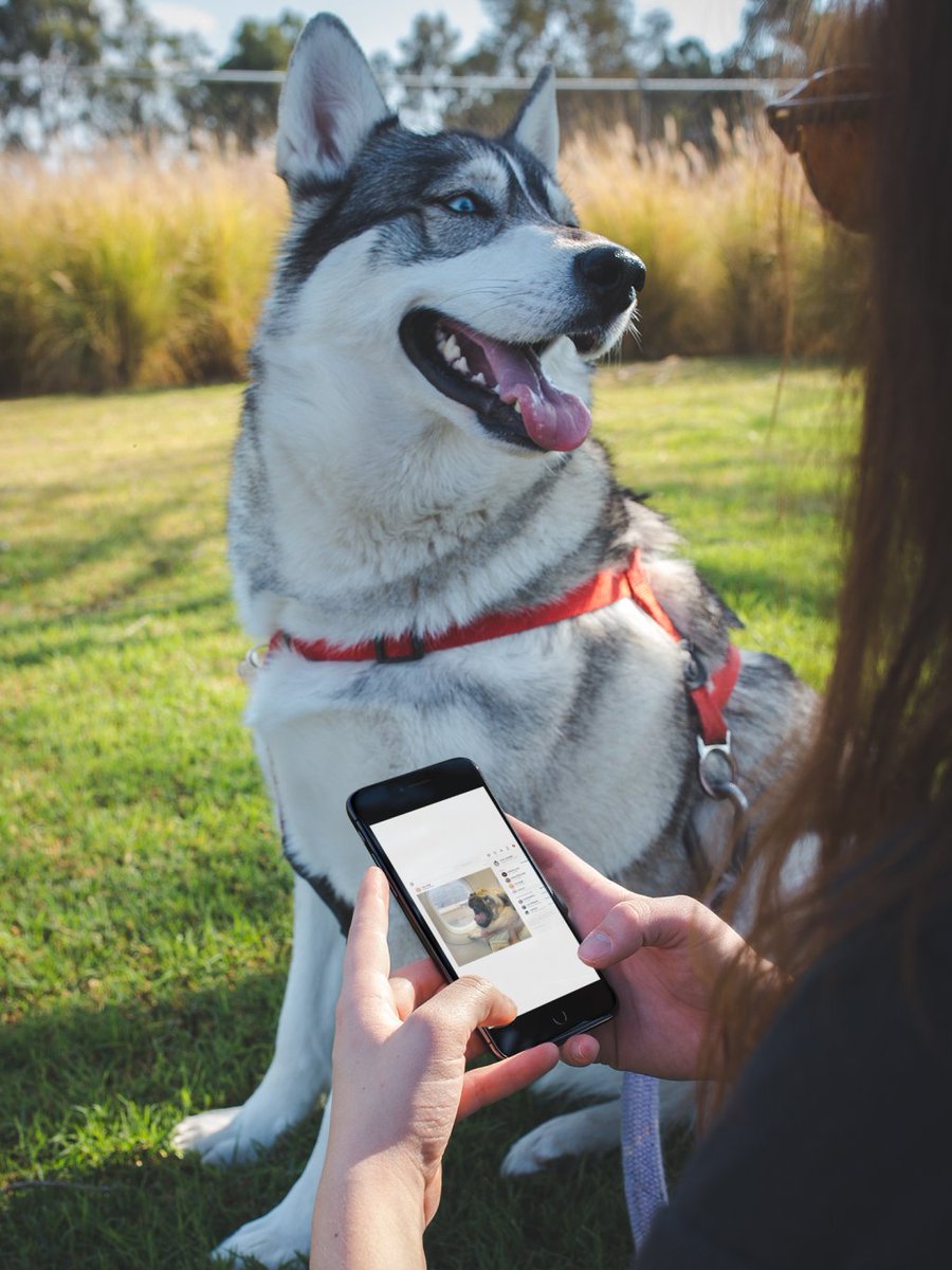 StoreUnuma's tweet image. Coronavirus : Y a t-il des risques pour nos chiens ? unuma.fr/2020/02/10/cor…