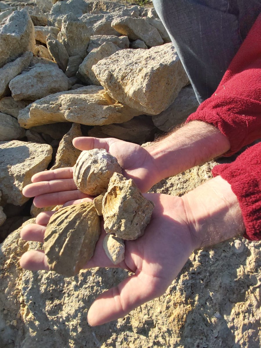 RaventosiBlanc's tweet image. Així són els nsotres sòls. Argila sobre roca mare; calcaris amb gran quantitat de #fòssilsmarins. #ConcadelRiuAnoia
🐚🐚🐚