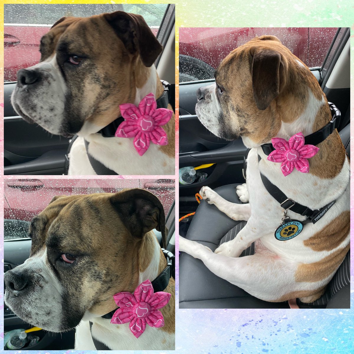 I LOVE going for car rides! I don’t love when mooom says she’s running in to get a coffee and doesn’t come out with a donut for me 🍩 this is why daaad is my favorite, he always gets me dodos #dogsoftwitter #wheresmine #theynamestreetsafteryou #PhotoChallenge2020February (10)