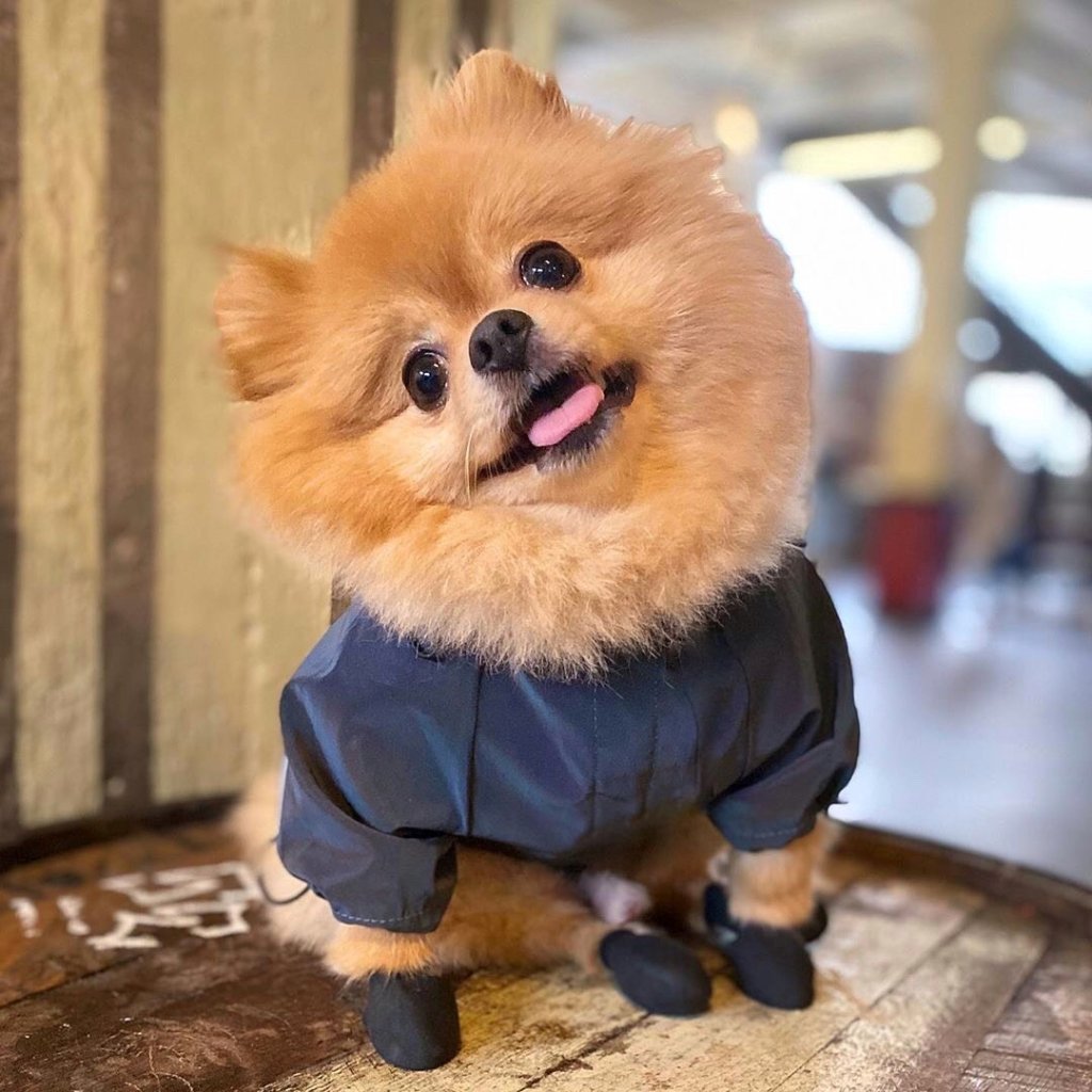 StoreUnuma's tweet image. Mode chien : La veste tendance à se procurer d’urgence ! unuma.fr/2020/02/10/mod…