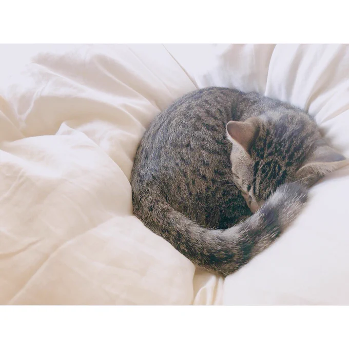 #とろねこチャレンジ 