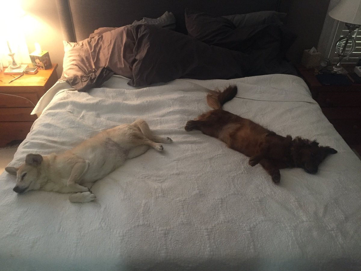 Project Pets SNL tweet media