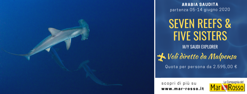 CompMarRosso's tweet photo. #crociera #arabia 9 giorni 🇸🇦
Itinerario speciale YANBU Seven #reefs &amp; Five sisters

Le crociere di trasferimento da Jeddah a Yanbu, ci daranno la possibilità di immergerci ai favolosi Five Sisters di Rabigh.

📍 PRENOTA SUBITO
https://t.co/rgE7MBzhGR https://t.co/cZKu3De4qM