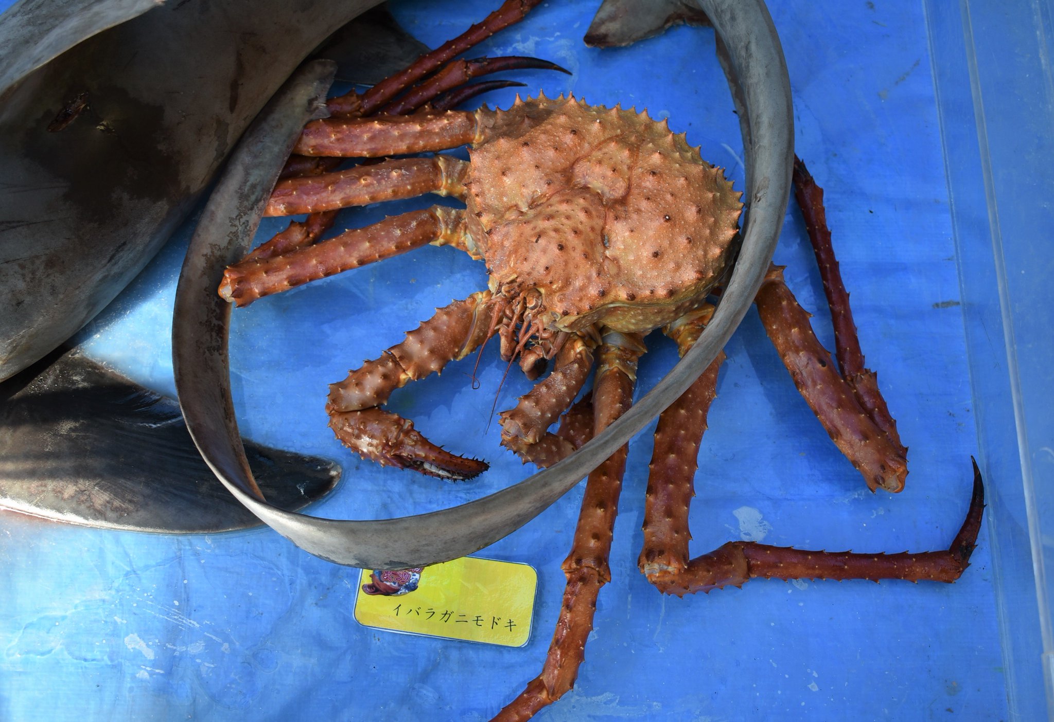 A Trr Line 3955 深海生物さわり放題のイベントの話の続き 隣では イバラガニモドキ マオナガ ヌタウナギ ラブカ サガミザメが展示されていた 深海生物の博物館のような感覚 目の前のマオナガが 大迫力 八景島 シーパラ 深海生物 A Trr Line 3955 深海生物さわり放題のイベントの話の続き 隣では イバラガニモドキ マオナガ ヌタウナギ ラブカ サガミザメが展示されていた 深海生物の博物館のような感覚 目の前のマオナガが 大迫力 八景島 シーパラ 深海生物