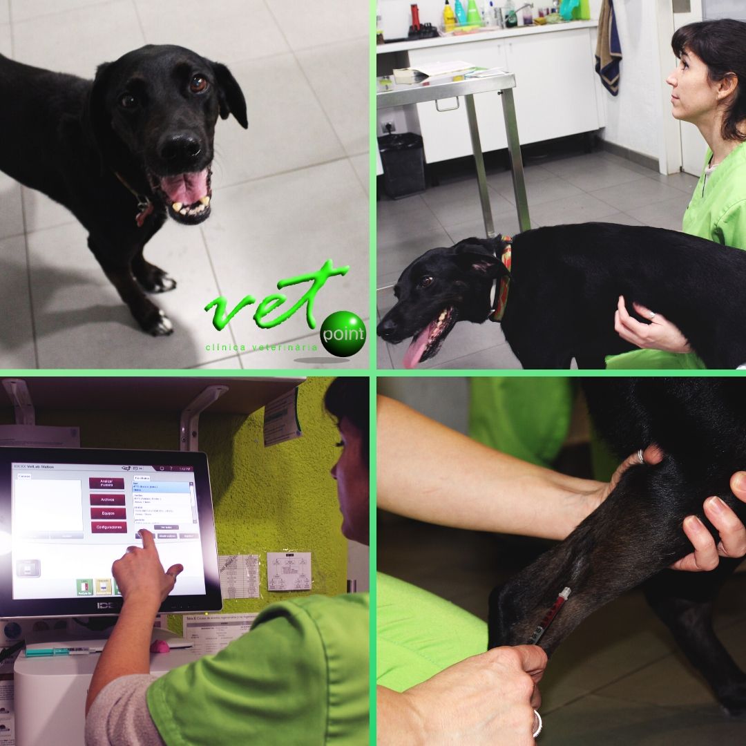 VetpointCV's tweet photo. Yedi es una perrita diabética, de manera que periódicamente viene a que le realicemos un control de glucémia, fundamental para evitar posibles complicaciones de salud. 

#perro #diabetes #control #glucemia #veterinario #analitica #sangre #hospitalet #barcelona https://t.co/gTqG0XB7AD