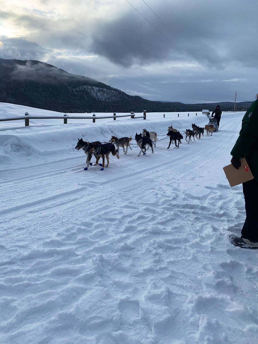 Jessie Royer #9 is into Whitetail Ranch CP second pass at 9:19am with 11 dogs! All 300 mile mushers must take a 6 hour layover here, so the earliest she’ll be able to leave at 3:19pm.