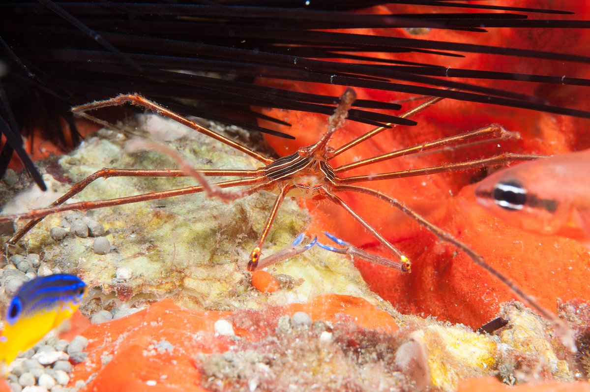 FGBNMS's tweet photo. This Monday we are looking at the microfauna which make our reefs come alive! The #YellowlineArrowCrab (Stenorhynchus seticornis) only grows to about 6 cm and primarily comes out to forage for small animals on the reef. #MicrofaunaMonday https://t.co/wQ5DZdBksY