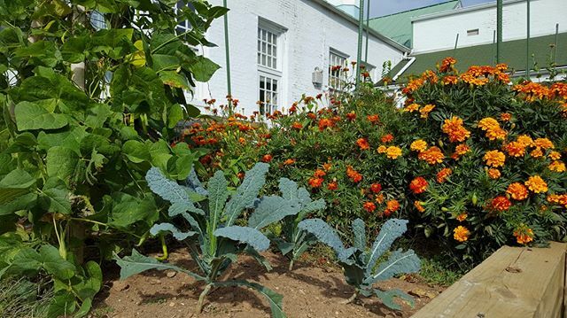 Missing sunny afternoons in the garden!
.
.
.
.
.
#schoolgarden #kitchengarden #growyourown #growfoodnotlawns #vegetablegarden #ecology #permaculture #organicgardening #goorganic #backyardgarden #allnatural #edibleeden #ediblelandscaping #ecologicallands… ift.tt/2SzOyMJ