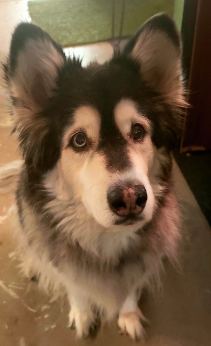 Mya, our office dog and Director of Smiles, is finally back to work after being out sick for 2 weeks. Welcome back, Mya! You have lots of work to catch up on.