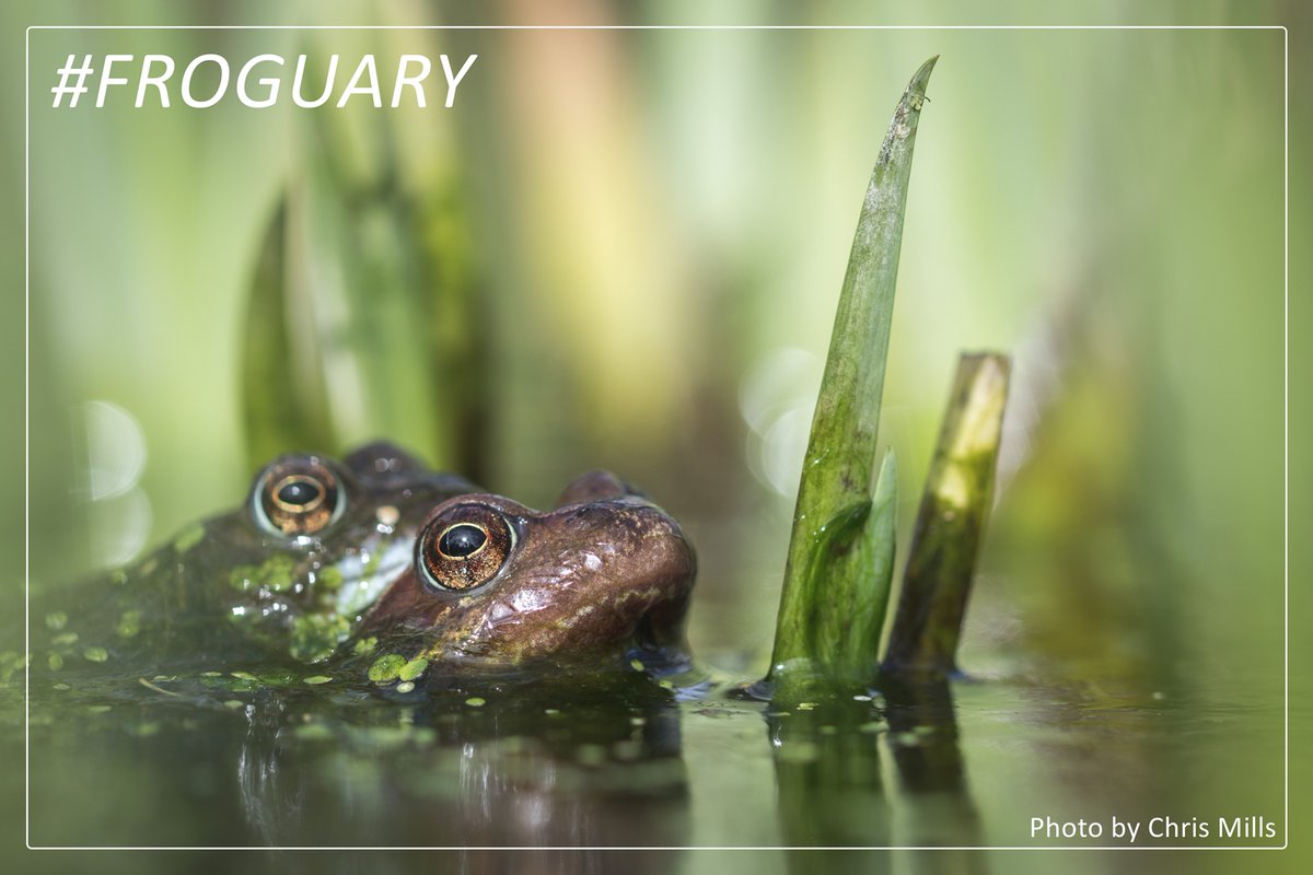 EcoRecording's tweet photo. Soon.

#SpawnWatch #2020 #Froguary
@BBC_ARG_
 
@WTBBC https://t.co/cCXOhwZp4O