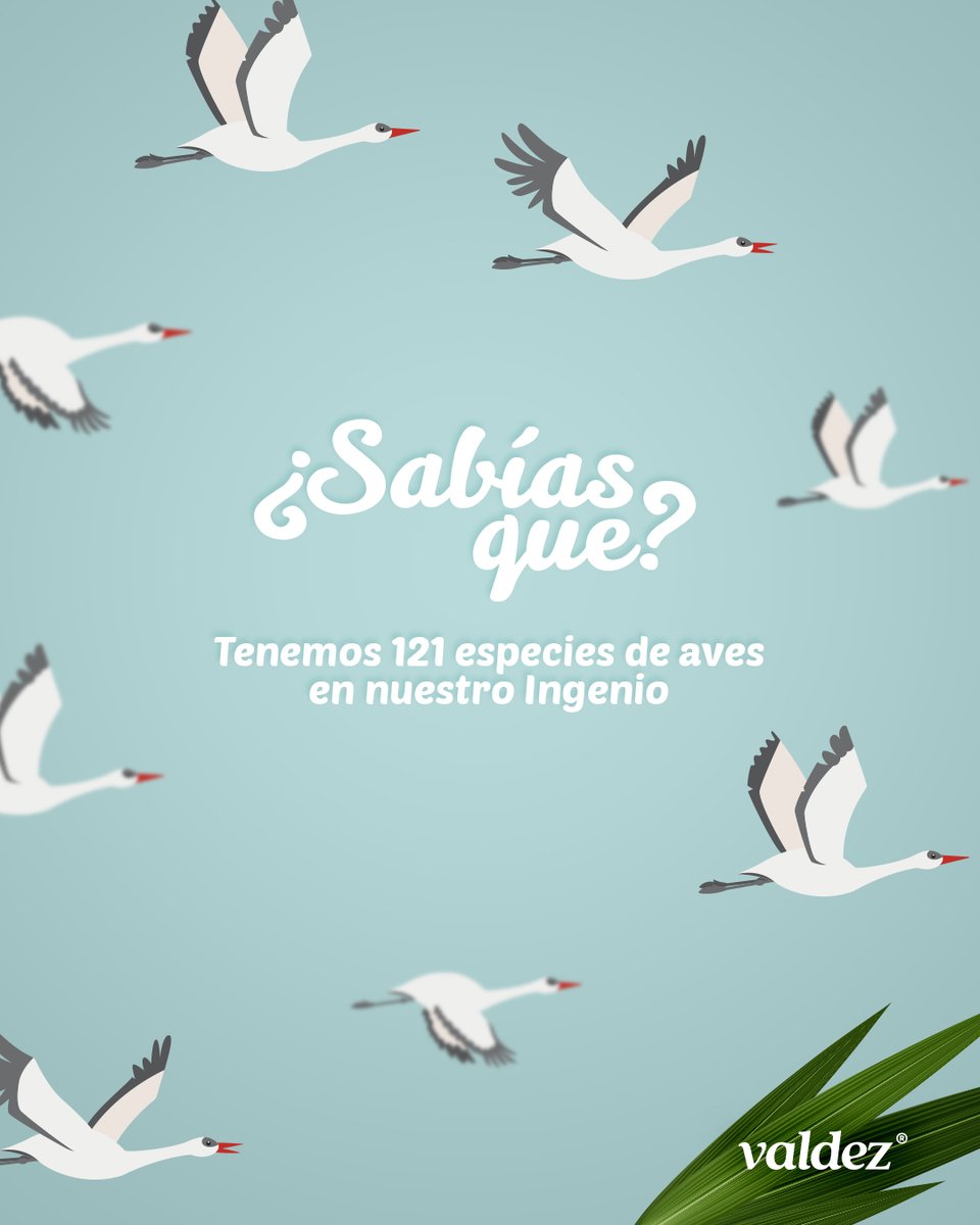 AzucarValdez's tweet photo. ¡Cada vez hay más especies de aves que acompañan nuestra Zafra en Milagro! Conoce todo nuestro proyecto #ReBird en nuestras redes sociales. #AvezDeValdez #ReBirdProject 🦅🦆🐥🐦 https://t.co/bddmLCUW5k