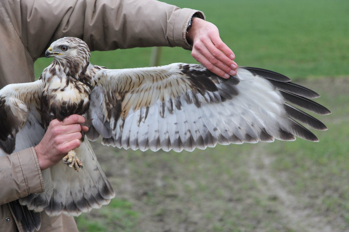 grauwekiek's tweet photo. Maak kennis met gezenderde ruigpootbuizerd Robbin! Al uren zagen we alleen lege netten en volle velden met buizerds en muizen, maar toen kwam Robbin langs in de Dollardpolders! Een prachtig jong mannetje (2kj, 1e winter). We zijn benieuwd wat we allemaal van hem gaan leren. https://t.co/U9DfEZHxyU
