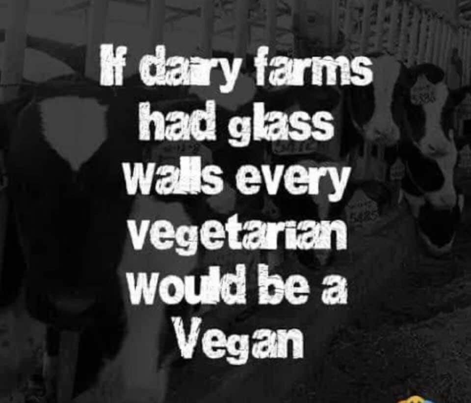 Cowsmilks4cows's tweet photo. https://t.co/ULq97GPecS