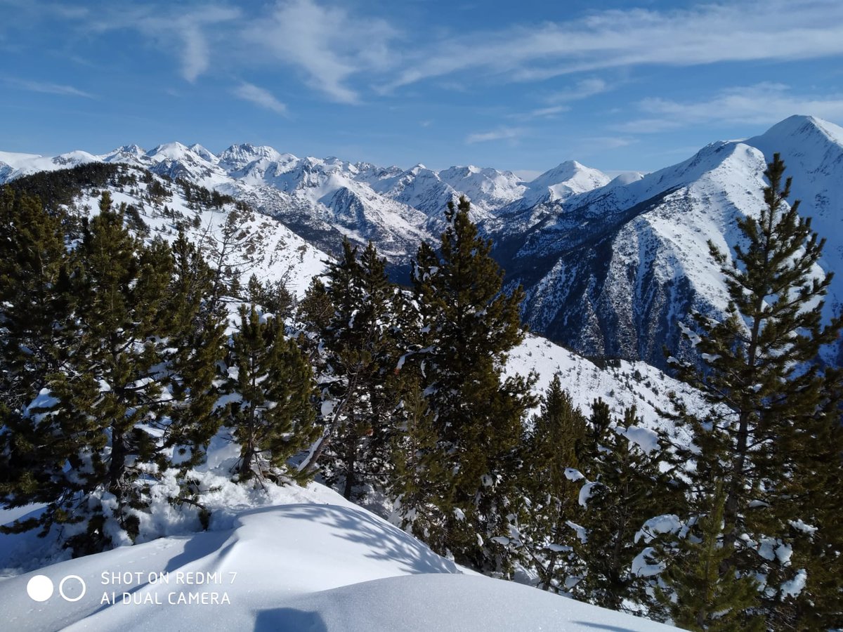 pnaltpirineu's tweet photo. Aquests dies estem fent prospecció i cartografia de zones d'hivernada de #gallfer en pinedes de #pinegre del #PNAltPirineu per tal de conèixer millor quines són les seves àrees crítiques per garantir la seva tranquil·litat i conservar l'estructura del bosc que li és més favorable https://t.co/TQkhEsOwal
