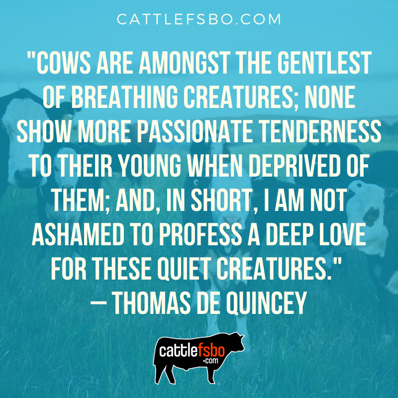 "Cows are amongst the gentlest of breathing creatures..." #MondayMotivaton #Cattle #CattleFSBO