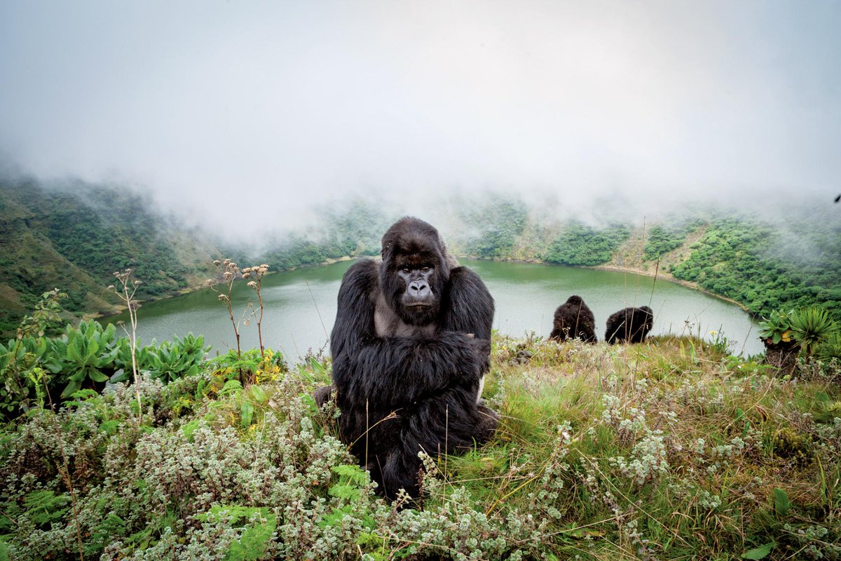 Best__Travels's tweet photo. This is the future of safaris in Africa https://t.co/mXuxAQBFYT #BestTravel #Trips #Photography #BestTrips #Travel #Photo #TravelGuide #TravelTips #NationalGeographic https://t.co/hPz0HLbz8n