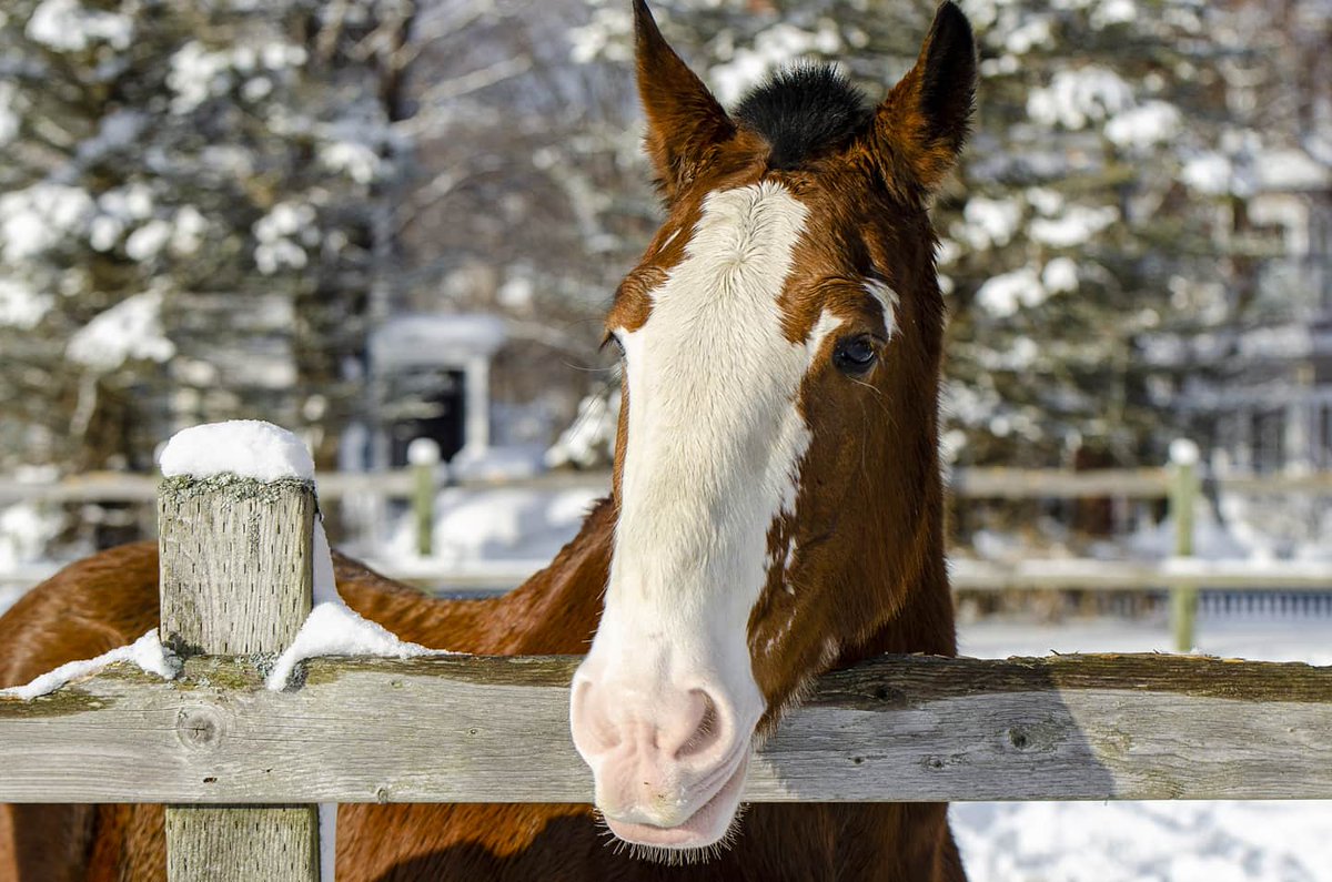 RNC_PoliceNL's tweet photo. Castle and Dobbin2 enjoying their Monday by frolicking in the snow! #MountedUnitMonday
Thanks to @rockwoodrock for the gorgeous snaps! https://t.co/Asam4EikrO