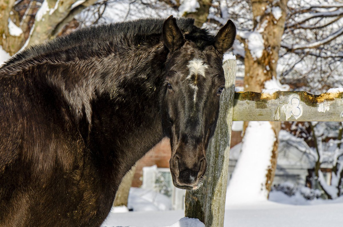 RNC_PoliceNL's tweet photo. Castle and Dobbin2 enjoying their Monday by frolicking in the snow! #MountedUnitMonday
Thanks to @rockwoodrock for the gorgeous snaps! https://t.co/Asam4EikrO