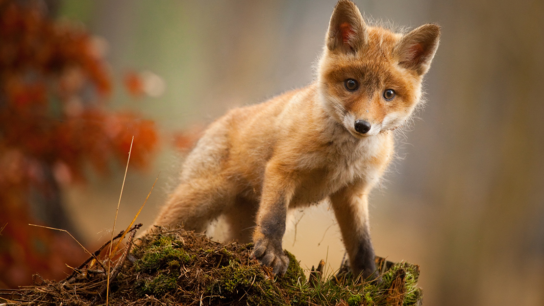 CanonFrance's tweet image. Devenez photographe animalier et immortalisez la faune qui vous entoure ⬇️
canon.sm/38jyyoM

#CanonFrance #CanonTips