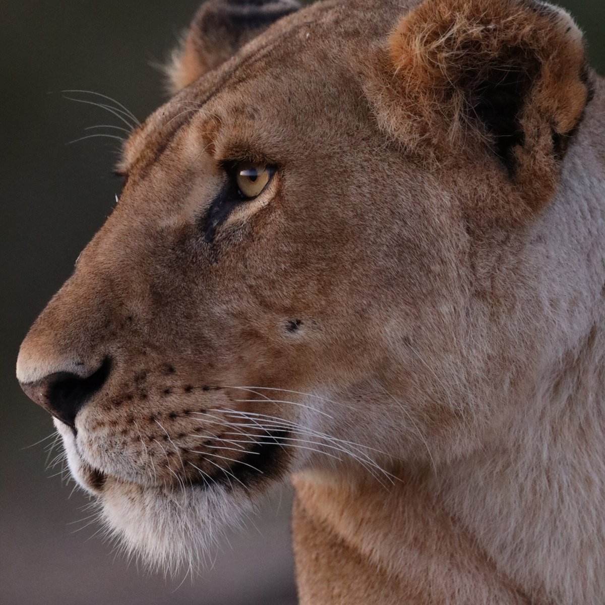 CanonFrance's tweet image. Devenez photographe animalier et immortalisez la faune qui vous entoure ⬇️
canon.sm/38jyyoM

#CanonFrance #CanonTips