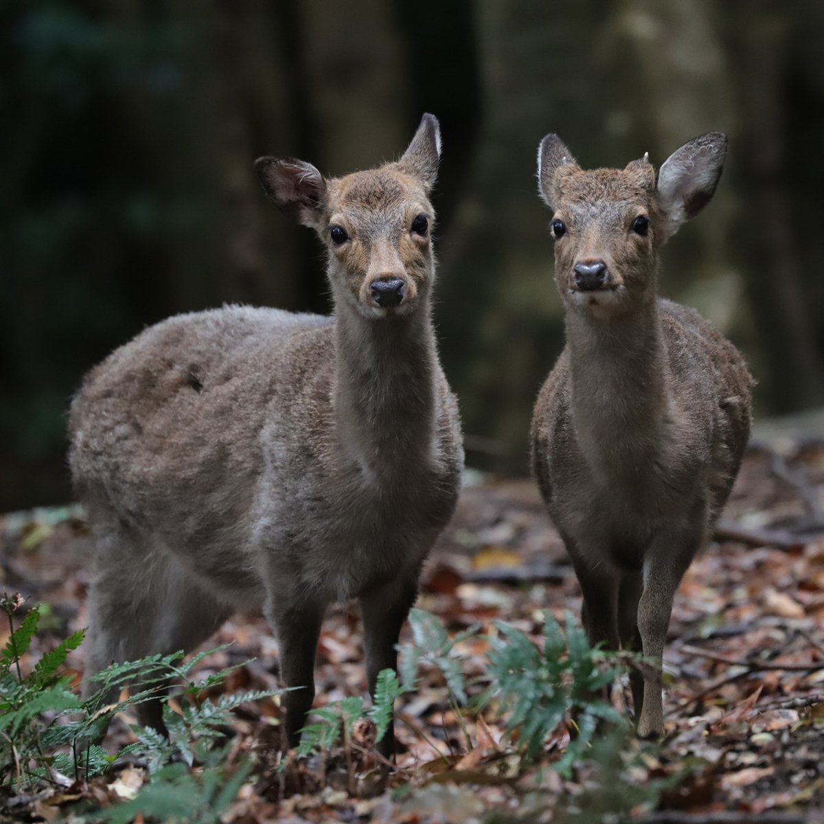 CanonFrance's tweet image. Devenez photographe animalier et immortalisez la faune qui vous entoure ⬇️
canon.sm/38jyyoM

#CanonFrance #CanonTips