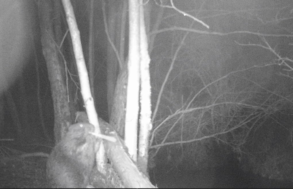 Hello #botany &amp; biodiversity friends 🍃we are sadly saying goodbye to our #beaver family who have settled nicely at WindyHollow 🌼 wonderful symbols and workers for #biodiversity &amp; #climateaction many farmers do not welcome beavers, therefore ours are being trapped and removed 😔