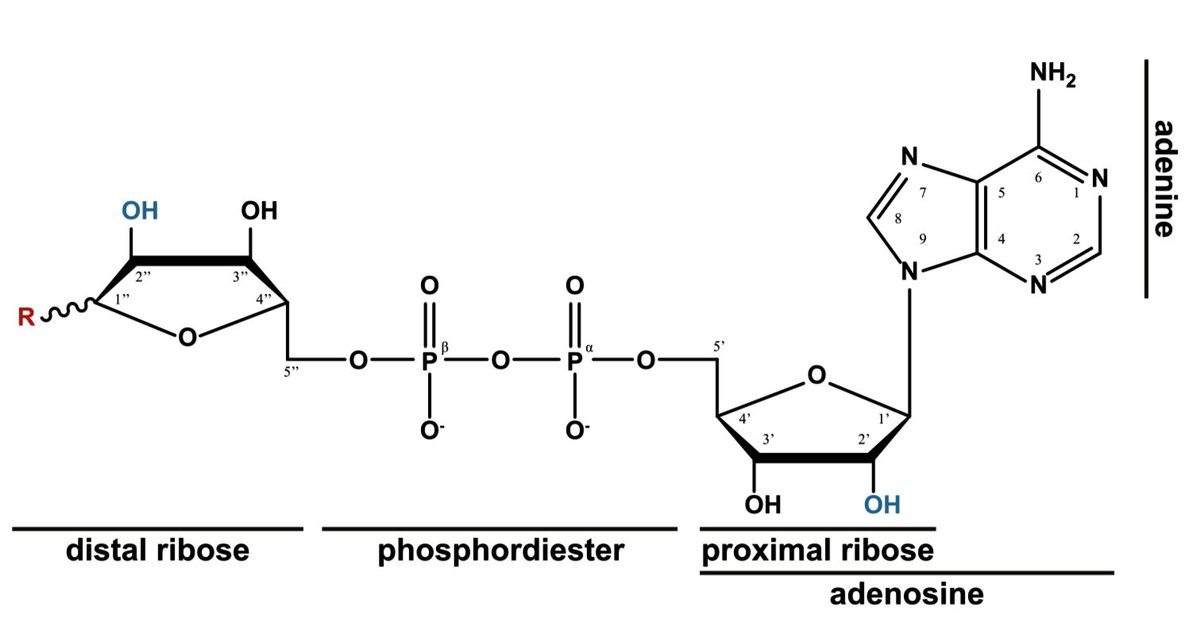 GenesDev's tweet photo. In this Review, Rack et al. provide an overview of the different families of (ADP- ribosyl)hydrolases and discuss their molecular functions, physiological roles, and influence on human health and disease. @PalazzoLuca @UniofOxford #GDSpecialIssue
https://t.co/xknOGqti25 https://t.co/nrNFDzczOO