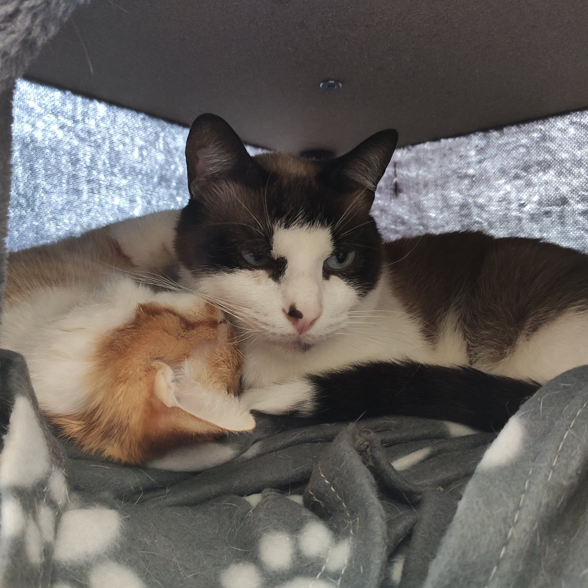 mcflyelsa's tweet photo. Kiss me McFly!! 😽😻⁣
👉 #youtube 𝐋𝐈𝐍𝐊 𝐈𝐍 𝐁𝐈𝐎⁣
.⁣
.⁣
.⁣
.⁣
#CatsOfTwitter #meow #catlovers #catoftheday #cute #love #animals #gatos #catlove #catloversclub #ilovecats #catsoftheworld #caturday  #catslover #ilovemycat #sweetkisses #kissme #caturday #kiss #kisses https://t.co/JUZ1hbWcdd