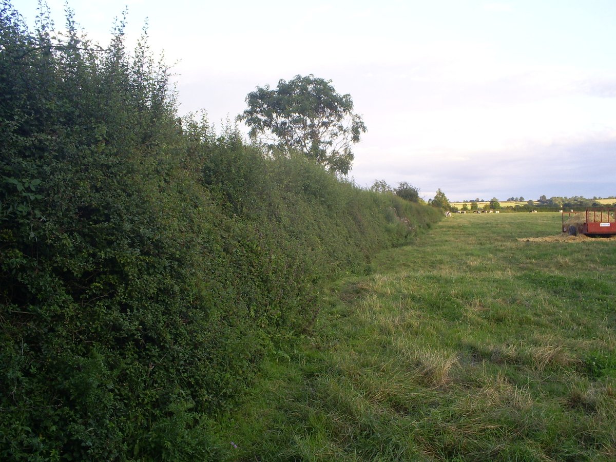 FarmWildlifeUK's tweet photo. Here's a few of the best hedgerows I've seen on UK farms for #hedgeweek

All #ProudToGrow great hedges! - These from #Herefordshire &amp; #Warwickshire 

Be great to see your favourites &amp; examples of different styles of hedging (hedge restoration) done over the winter https://t.co/h5lmFGzUjg