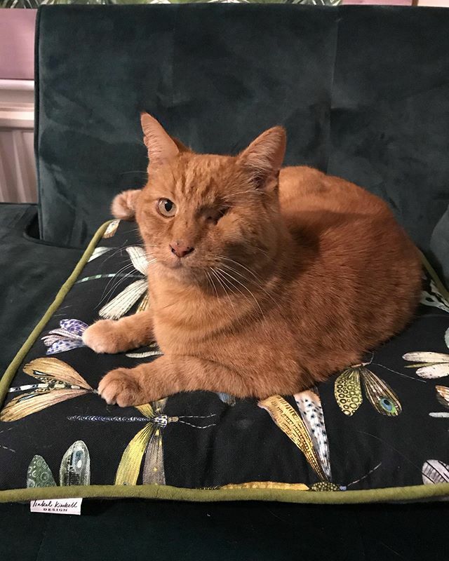 madebybeck's tweet photo. My one eyed ginger boy cat Jakey (or JK) has rather taken a liking to @isabelkimbelldesign cushion cover I won last year! I’m so pleased as it goes so well with my green velvet sofa as do the ginger cat 🐈 hairs!! 🤣 https://t.co/I5qvdLySCL https://t.co/W4xEGuDMGG
