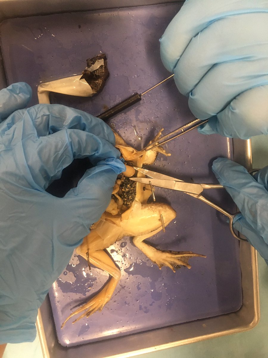 MsJamesLCMS's tweet photo. Frog Dissection Lab!!! Learning about various body systems 💙 https://t.co/4BHpsD7dCN
