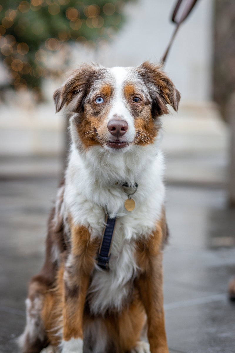 Teressa Iezzi tweet media