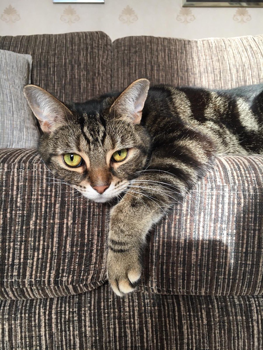 QueenSmokeyJoe1's tweet photo. This is my “balance paw” #CatsOfTwitter #CatsOnTwitter #cats #TabbyTroop https://t.co/VdnRvHnIo9