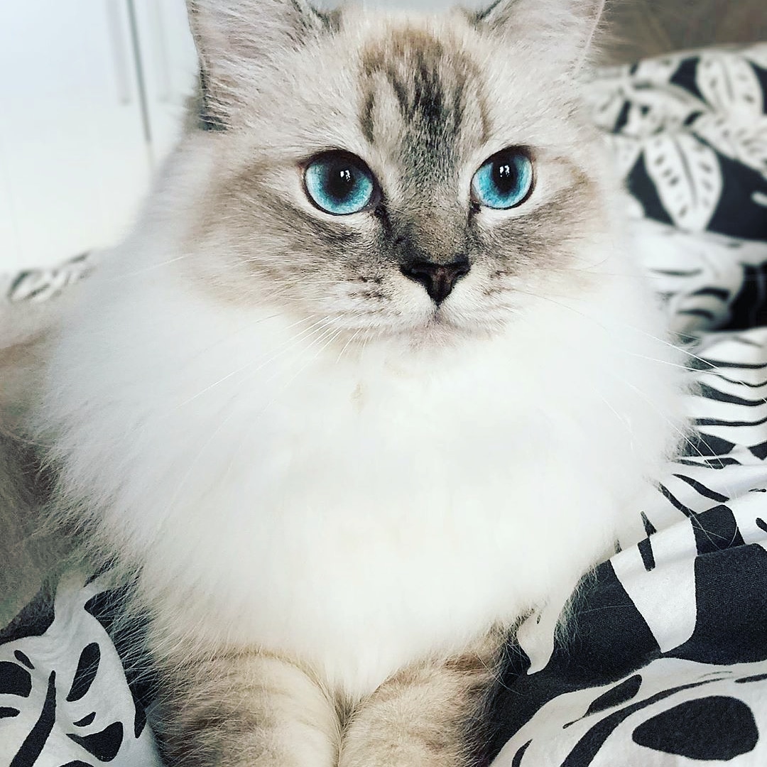 axencat's tweet photo. Well I think you should go to bed more often during the day and relax! Don't you agree? 🛏😸 .
Follow @Love_llycat
#Meowdel #kittenlove #petsofig #ragdoll #petphotography #petlovers #petoftheday #catslovers #catsofig #catsagram #catsrule #katze #katzenliebe #catsofinsta #ragdoll https://t.co/bYMb45jQKT