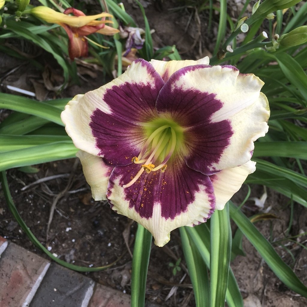 Hi Daylily Friends! Please join us at our February Meeting on Saturday, February 22nd at 12pm. We will have a potluck so bring a dish or dessert to share! We will have a two part program about Attending Summer ADS Region 11 Meetings and the new plants of 2020. FREE! 
3400 NW 36th