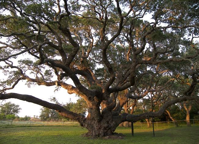 Did You Know....
That one tree absorbs approximately 1 ton of carbon dioxide during its life cycle? What if we supported 5,000 farmers and 5,000 students to each plant a tree respectively? 

10,000 TONS of carbon dioxide absorbed!!!