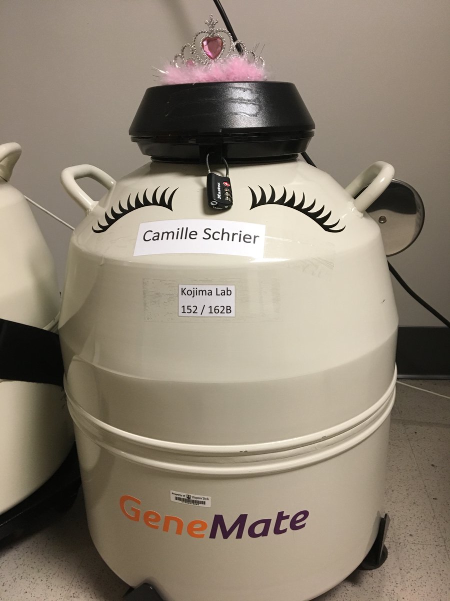 Kojima_CircaLab's tweet image. Camille, #Labalum, integrated Science with Miss America. We, the researchers, wanted to integrate Miss America with Science. Let us introduce our LN2 tanks: @MissAmerica and @CamilleSchrier👑
How is your Monday going? @VT_Biology @VT_Science @VTBiochem @FralinLifeSci