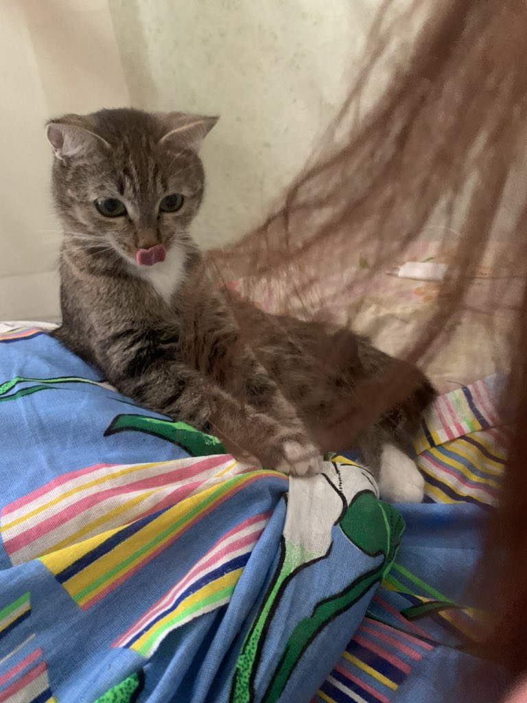 ajar1994's tweet photo. Случайно сфоткала 😂 Моя Котя 😍 https://t.co/HMea8LFTgL